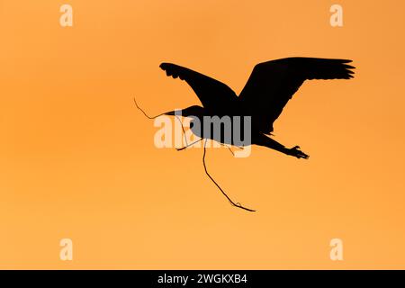 Airone grigio (Ardea cinerea), in volo con materiale di nidificazione nel becco al mattino presto, Paesi Bassi, Olanda meridionale Foto Stock