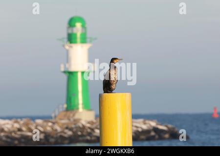 Grande cormorano (Phalacrocorax carbo), siede su un posto al molo Light Molenfeuer di Warnemuende, Germania, Meclemburgo-Pomerania occidentale, Warnemuende Foto Stock