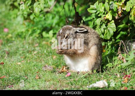 Lepre europea, lepre bruna (Lepus europaeus), si trova sul bordo del prato che si cura da solo, vista laterale, Germania, Schleswig-Holstein Foto Stock