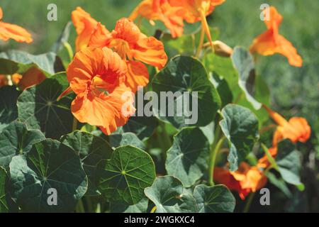 Il crescione indiano, nasturtium comune, giardino nasturtium (Tropaeolum majus), fioritura Foto Stock