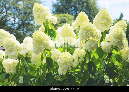 Ortensie selvatiche (Hydrangea arborescens Grandiflora) in fiore Foto Stock