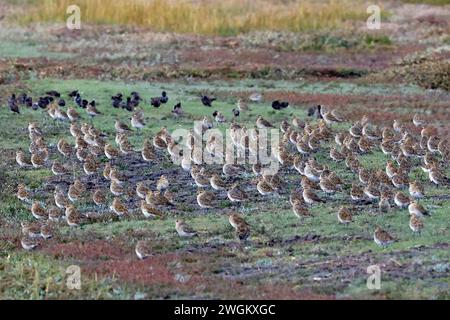 European Golden plover, Eurasian Golden plover, Golden plover (Pluvialis apricaria), Flock on the Ground, Germania, Schleswig-Holstein, Westerhever Foto Stock