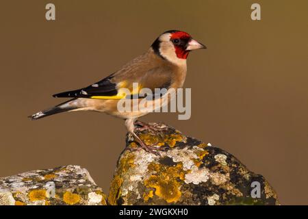 Eurasian goldfinch, European goldfinch, goldfinch (Carduelis carduelis), arroccato su una pietra lecita, vista laterale, Italia, Toscana, Monte Morello, Vagli Foto Stock