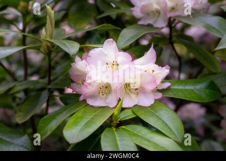 Bellissimi fiori di rododendro rosa molto pallido in primavera, da vicino Foto Stock