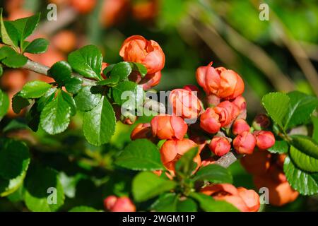 Ramo di Chaenomeles japonica in fiore, Chaenomeles japonica, cotogna giapponese, primavera Foto Stock