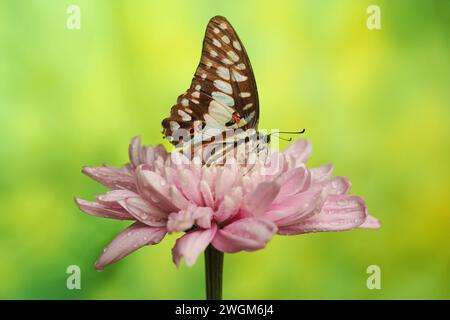 Butterfly Graphium Doson sono appollaiate su petali di crisantemo rosa con uno sfondo sfocato Foto Stock