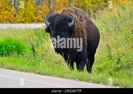 Un bisonte selvaggio delle pianure (bisonte bisonte bisonte); si nutre sulla lussureggiante erba verde del Parco Nazionale dell'Isola degli Elk, situato in Alberta Canada. Foto Stock