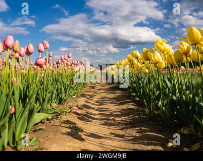 Una vibrante sinfonia di tulipani rossi e gialli in piena fioritura, che dipinge una scena pittoresca nella fattoria. Foto Stock