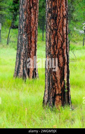 Ponderosa pine (Pinus ponderosa) foresta, Hells Canyon National Recreation Area, Hells Canyon National Scenic Byway, Oregon Foto Stock