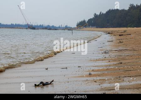 Primo piano di rami di alberi morti e radici sulla spiaggia in riva al mare Foto Stock