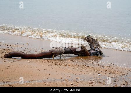 Primo piano di rami di alberi morti e radici sulla spiaggia in riva al mare Foto Stock