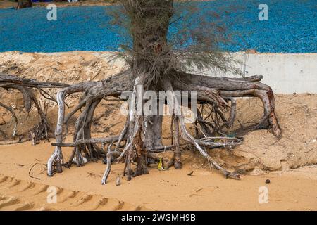 Primo piano di rami di alberi morti e radici sulla spiaggia in riva al mare Foto Stock