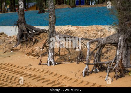 Primo piano di rami di alberi morti e radici sulla spiaggia in riva al mare Foto Stock