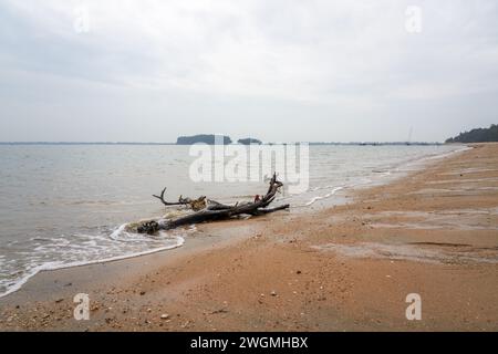 Primo piano di rami di alberi morti e radici sulla spiaggia in riva al mare Foto Stock