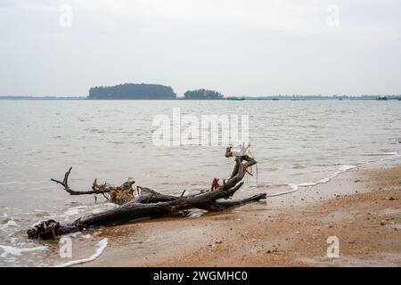 Primo piano di rami di alberi morti e radici sulla spiaggia in riva al mare Foto Stock