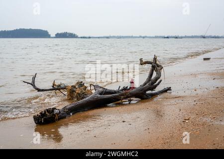 Primo piano di rami di alberi morti e radici sulla spiaggia in riva al mare Foto Stock