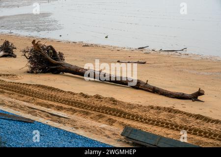 Primo piano di rami di alberi morti e radici sulla spiaggia in riva al mare Foto Stock