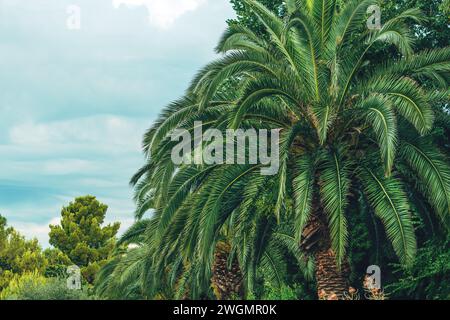 Palma da dattero alta conosciuta anche come palma phoenix nel parco cittadino sul mare, attenzione selettiva Foto Stock