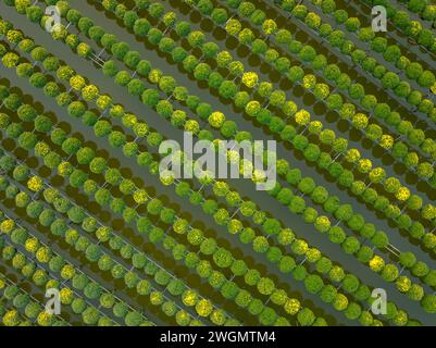 Giardino al crisantemo dei lamponi nella città di sa Dec, provincia di Dong Thap nei giorni vicino al Tet tradizionale vietnamita Foto Stock