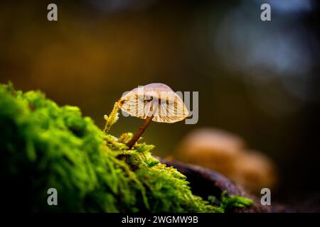 Un primo piano di un piccolo fungo su un tronco di muschio Foto Stock