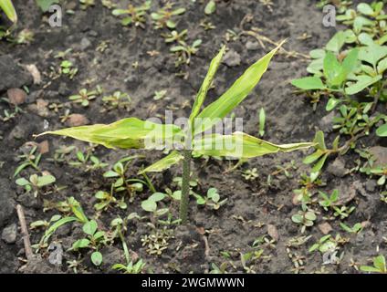 Piantare e coltivare zenzero, zenzero radice (Zingiber officinale) nel giardino di casa. Foto Stock