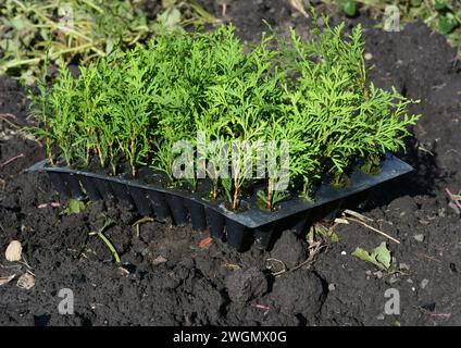 Primo piano su piccole piantine di thuja in un vassoio di plastica pronto a piantare thuja nel terreno in primavera. Foto Stock