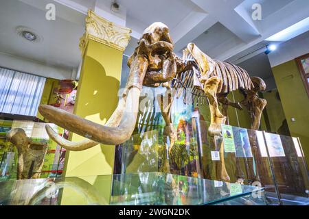 Uno scheletro di osso di mammut lanoso in mostra. Al Museo naturale di Almaty, Kazakistan. Foto Stock