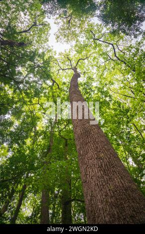 Congaree National Park, nella Carolina del Sud centrale, Stati Uniti Foto Stock