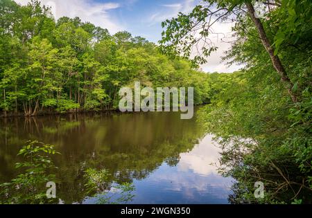 Congaree National Park, nella Carolina del Sud centrale, Stati Uniti Foto Stock