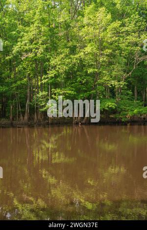 Congaree National Park, nella Carolina del Sud centrale, Stati Uniti Foto Stock