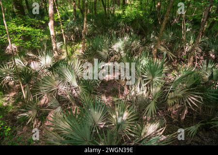 Congaree National Park, nella Carolina del Sud centrale, Stati Uniti Foto Stock