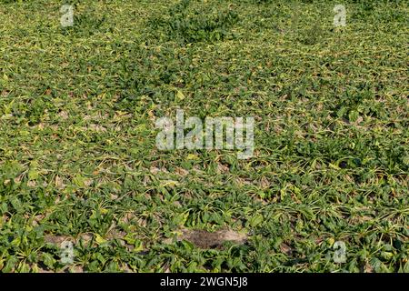 un campo con barbabietole appassite durante il caldo e la siccità, un campo in cui il raccolto di barbabietole si asciuga dal caldo e dalla mancanza di piogge in estate Foto Stock