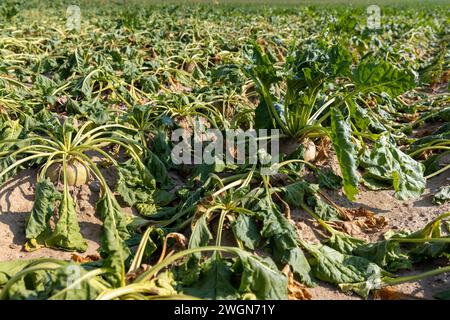 un campo con barbabietole appassite durante il caldo e la siccità, un campo in cui il raccolto di barbabietole si asciuga dal caldo e dalla mancanza di piogge in estate Foto Stock