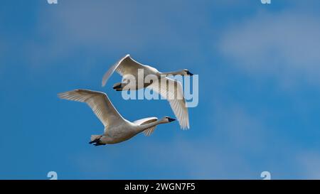 I due cigni si innalzano nel cielo soleggiato in perfetta armonia. Foto Stock