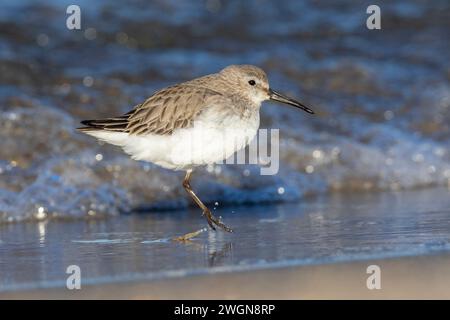 Dunlin (Calidris alpina), vista laterale di un singolo salto su una singola gamba, Campania, Italia Foto Stock