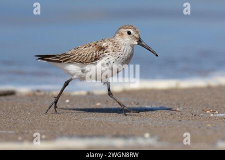 Dunlin (Calidris alpina), vista laterale di un adulto che muta verso il piumaggio, Campania, Italia Foto Stock