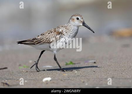 Dunlin (Calidris alpina), vista laterale di un adulto che muta verso il piumaggio, Campania, Italia Foto Stock