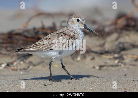 Dunlin (Calidris alpina), vista laterale di un adulto che muta verso il piumaggio, Campania, Italia Foto Stock