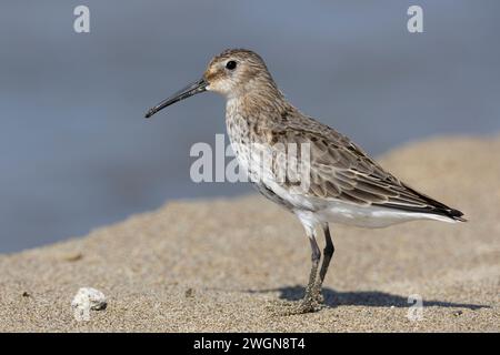 Dunlin (Calidris alpina), vista laterale di un adulto che muta verso il piumaggio, Campania, Italia Foto Stock