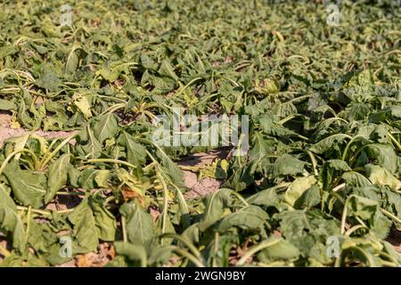 un campo con barbabietole appassite durante il caldo e la siccità, un campo in cui il raccolto di barbabietole si asciuga dal caldo e dalla mancanza di piogge in estate Foto Stock