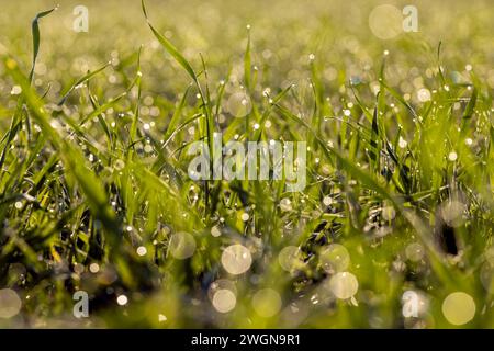 Gocce di rugiada sui fusti di grano verde giovane in autunno, grano invernale in settembre in campo Foto Stock