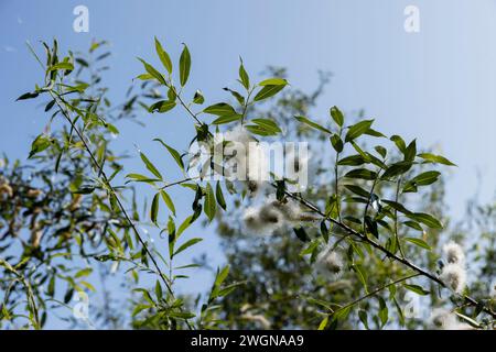 volando nel cielo lanugine bianca da salice in primavera, salice fiorito con un sacco di lanugine bianca con semi Foto Stock