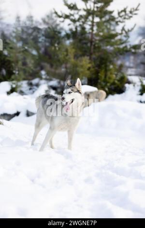 Ritratto di cane siberiano Husky, in piedi e con lingua, neve foresta invernale Foto Stock