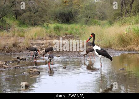 Sattelstorch und Schwarzstorch / cicogna a sella e cicogna nera / Ephippiorhynchus senegalensis et Ciconia nigra Foto Stock