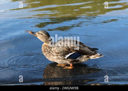 Anatra femminile con piume marroni colorate in posa per la fotocamera. Gli uccelli acquatici bevono l'acqua dal lago urbano nelle giornate di sole Foto Stock