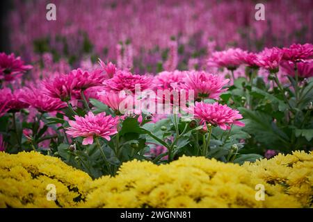Bellissimi fiori di crisantemo. Crisantemi rosa Foto Stock