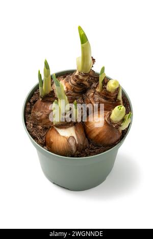 Bulbi di Narciso che crescono in un vaso di piante in primavera isolati su sfondo bianco da vicino Foto Stock