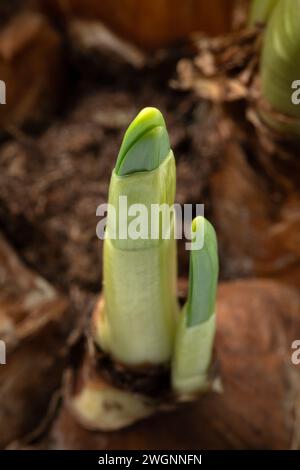 I bulbi di Narcissus crescono in primavera da vicino Foto Stock