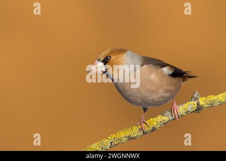 Hawfinch Coccothraustes coccothraustes incredibile uccello appollaiato su uno sfondo sfocato Foto Stock