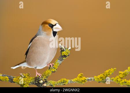 Hawfinch Coccothraustes coccothraustes incredibile uccello appollaiato su uno sfondo sfocato Foto Stock